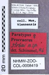 Etikette zu Procraerus strbai (Schimmel, 1999) (NHMW-ZOO-COL-0008419)